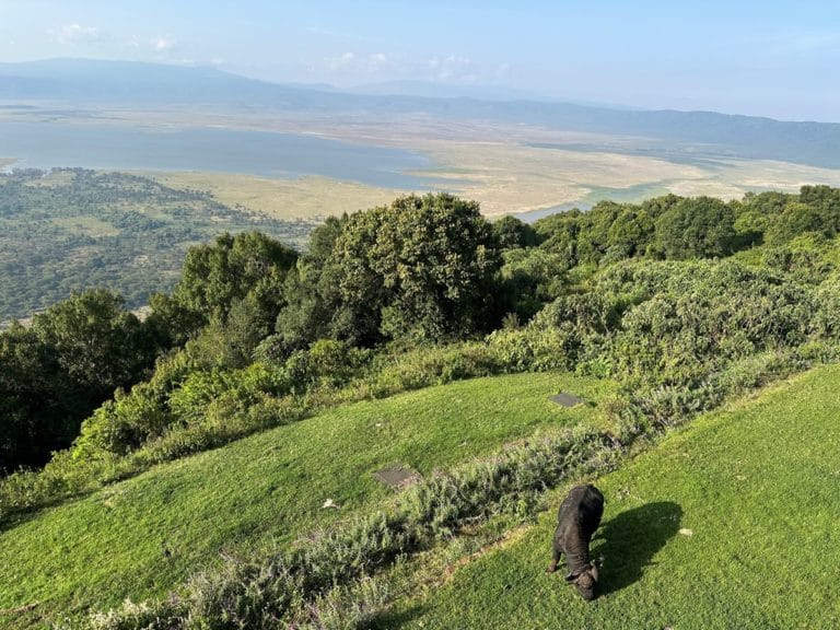 Ngorongoro Melia riscaldato dai pannelli radianti Herschel Comfort