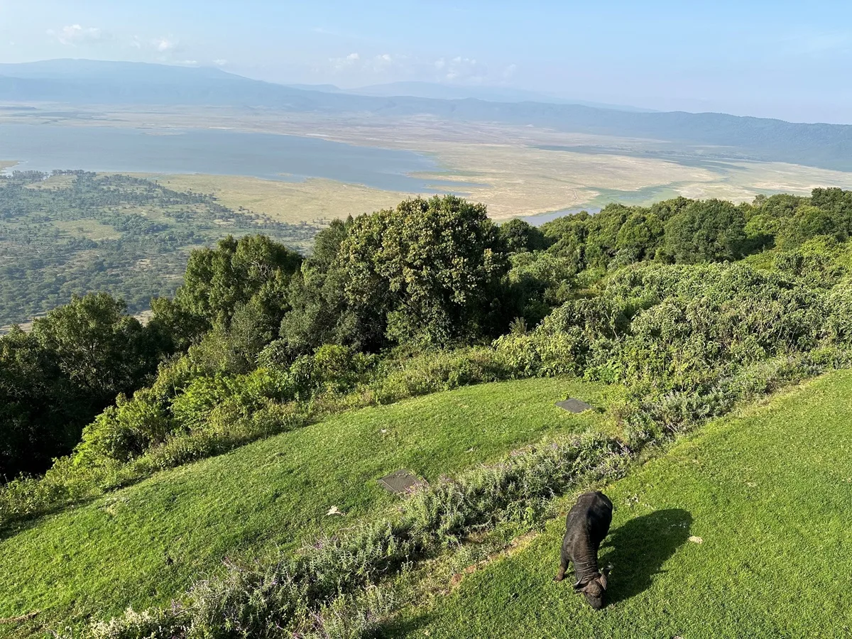 Ngorongoro Melia riscaldato dai pannelli radianti Herschel Comfort